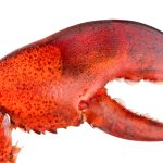 Looming Trouble for Maine’s Lobster Industry