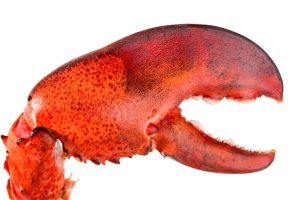Read more about the article Looming Trouble for Maine’s Lobster Industry