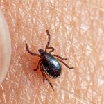 Franklin County is at High Risk for Tick Encounters