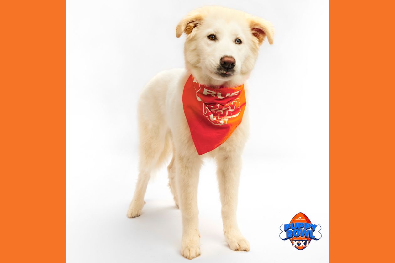 Read more about the article Maine Rescue Dog to Participate in Puppy Bowl